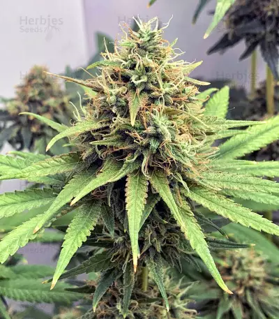Graines de cannabis Dinamed CBD Plus (Dinafem Seeds)
