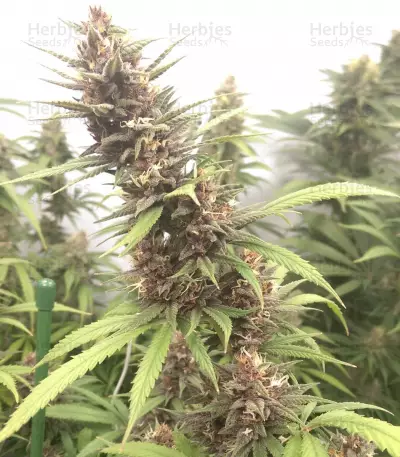 Graines de cannabis Durban regular (Sensi Seeds)