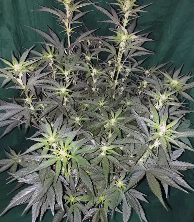 Gelato Auto feminized seeds (Original Sensible Seeds)