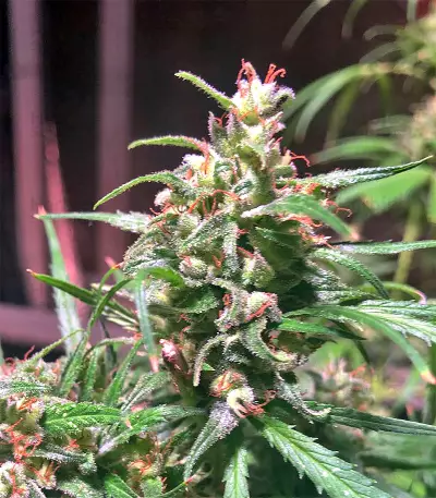 Graines de cannabis Green Haze Regular (Ace Seeds)