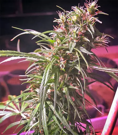 Graines de cannabis Green Haze Regular (Ace Seeds)