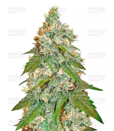 Jack Herer (Sensi Seeds) Cannabis-Samen