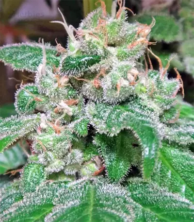 Graines de cannabis Kali China Breeders Pack (Ace Seeds)