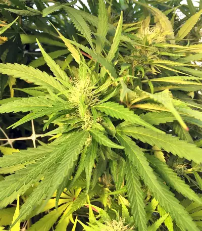 Kali China Seeds