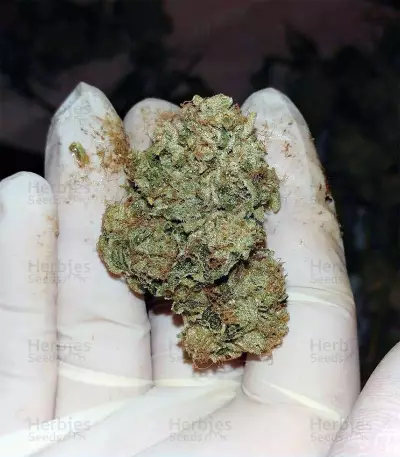 Kosher Sorbet (DNA Genetics)