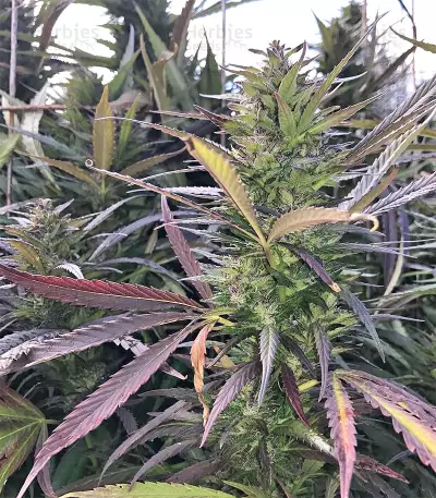 Lebanese Regular strain