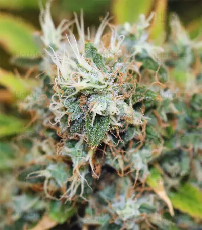Semi femminizzati Moby Dick (Green House Seeds)