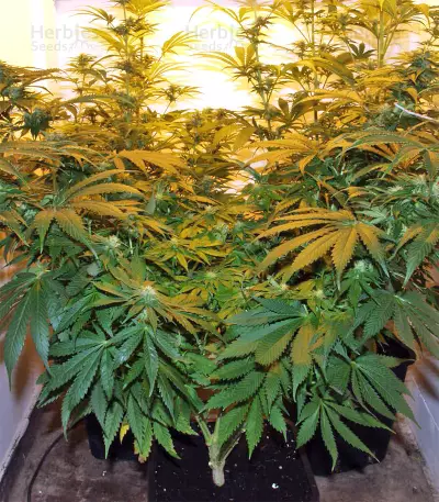 Semi femminizzati Nepal Jam