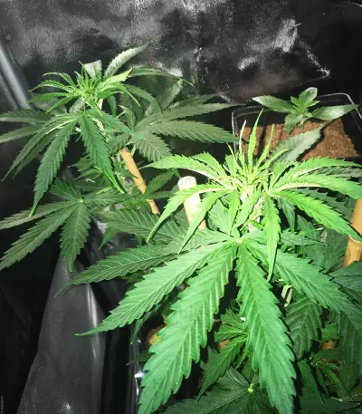 Northern Lights Seeds (White Label Seed Company)