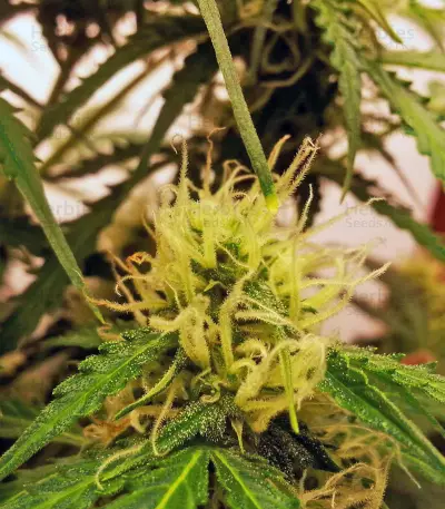 Northern Lights Seeds (White Label Seed Company)