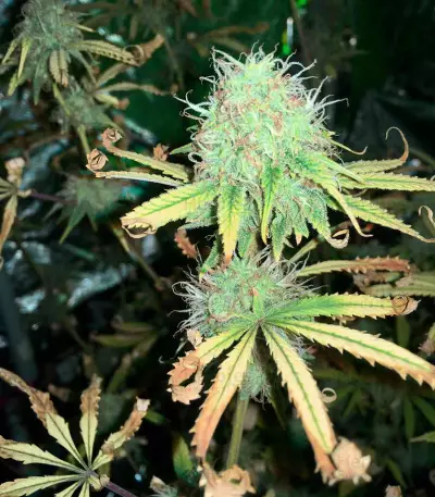 Semi femminizzati Northern Lights (Seed Stockers)