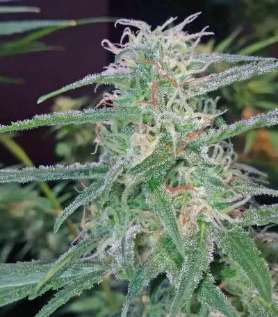 Old school Seeds