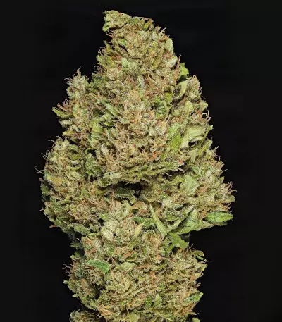 Royal Cookies Automatic feminized seeds