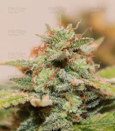 Skunk #1 feminized seeds (Sensi Seeds)