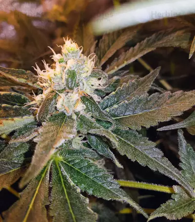Supercheese Seeds
