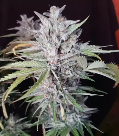 Sweet ZZ (Sweet Z) (RQS)
