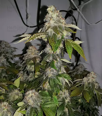 Washing Machine (Ripper Seeds)