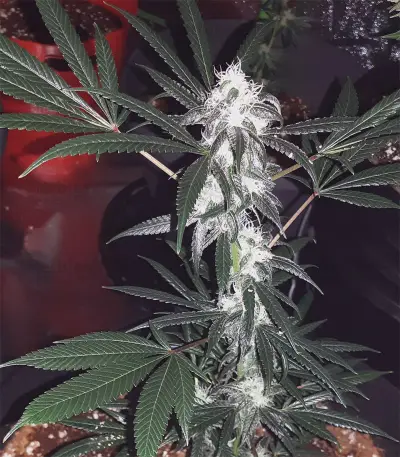 Wedding Cake Feminized Seeds