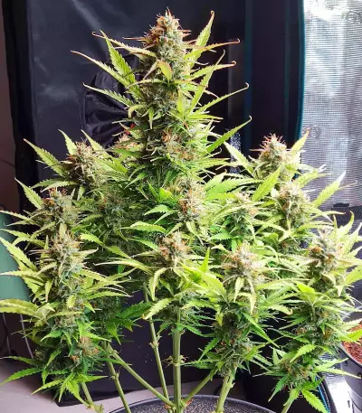 Blueberry Cookies Auto marijuana strain