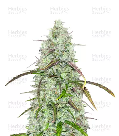 CBD Critical Mass Auto Feminized Seeds (Herbies Seeds USA)