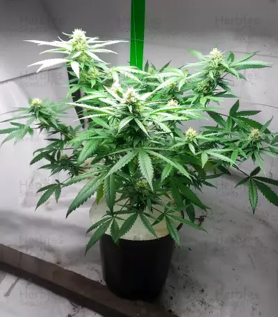 Diesel Berry Auto (Auto Seeds)