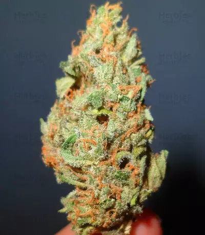 El Alquimista Seeds