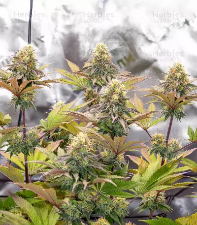 Girl Scout Cookies (Barney's Farm)
