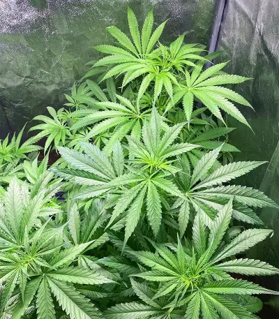 Green Crack Punch (Green Punch) feminized seeds