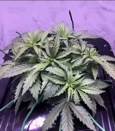 O.G. Kush Autoflower feminized seeds (Seedstockers)