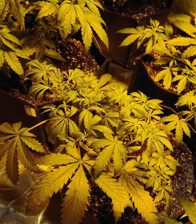 Quick Gorilla feminized seeds