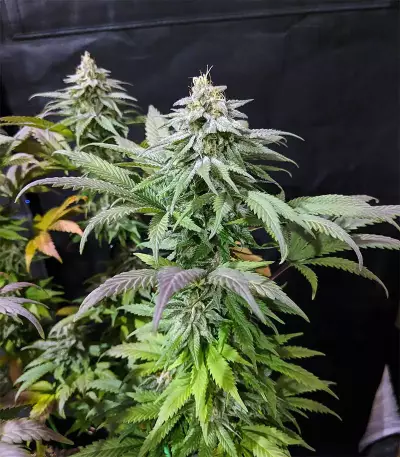 Acapulco Gold Seeds