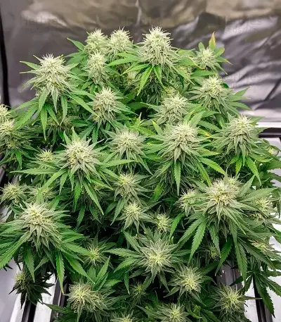 Auto Speed Haze Seeds