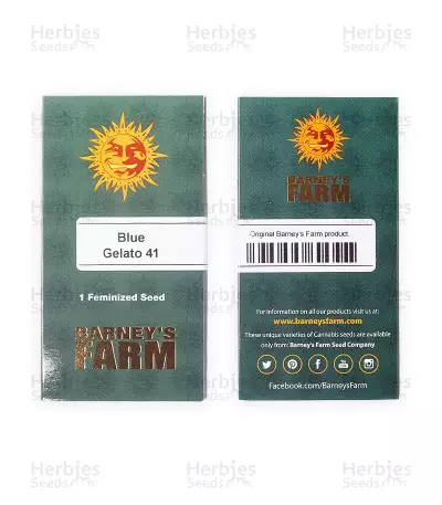 Sementes Feminizadas Blue Gelato 41 (Barney's Farm)