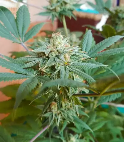 Graines d’Bubba Kush (Herbies Seeds)