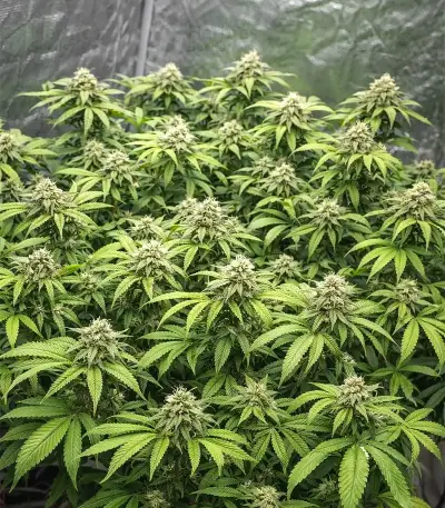 Bubblehead 13 Seeds