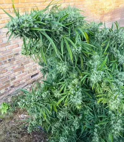 Chemdog Fast Version Seeds (Seedkeepers)