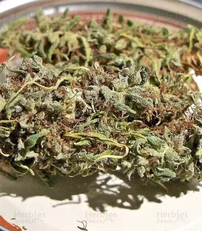 Graines de cannabis Ethiopian Regular (Ace Seeds)