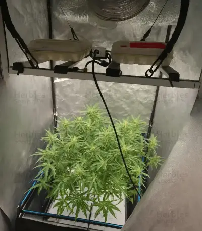 Gelato Fast Seeds