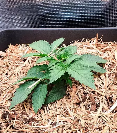 Gorilla Glue (Herbies Seeds)
