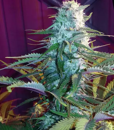 GH Cheese x Lemon Wookie Glue (GHS)