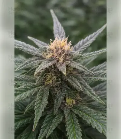Godfather OG Seeds