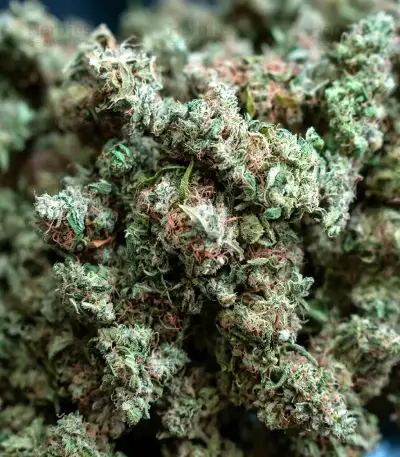 Jumping Jack Dash Auto feminized seeds