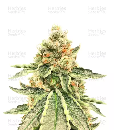 Killer Queen Feminized Seeds (Brothers Grimm Seeds)