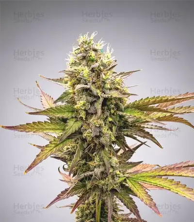 Lemon Haze Auto Seeds