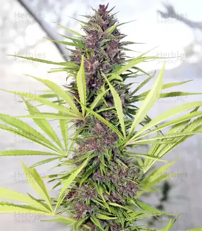 Graines de cannabis Malawi x PCK Regular (Ace Seeds)