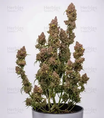 Sementes Feminizadas de OG Kush Auto (Barney's Farm)