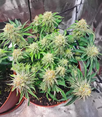 Sementes Feminizadas de Orange Cream Pop (Humboldt Seed Company)