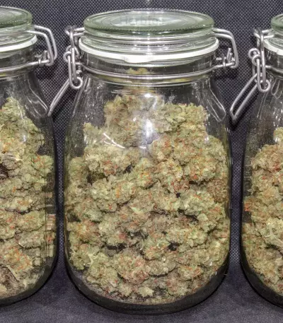 Original Auto Cheese Seeds