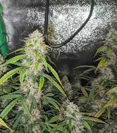 Original Auto Sour Diesel (Fast Buds)