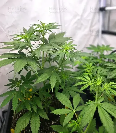 Panama Haze Regular Seeds